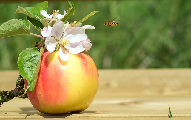genes and behavior - bee and apple blossom instincts
