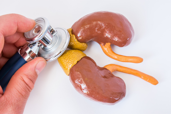 endocrine system is amazing